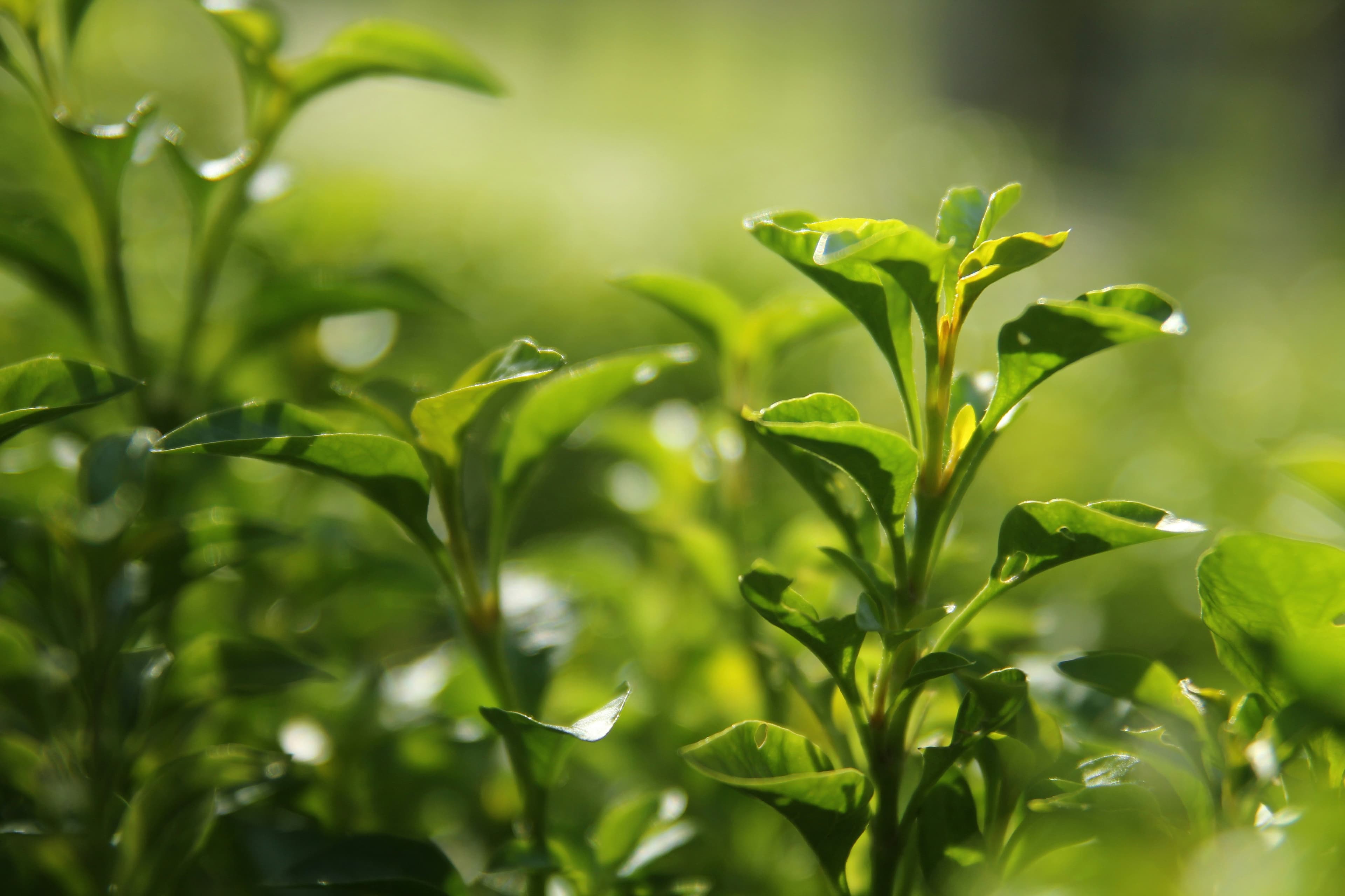 Assam Colonial Tea Gardens & Majuli Island